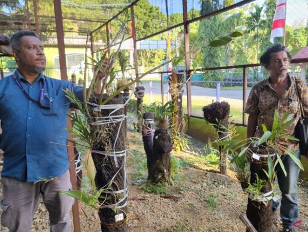 Strategi Konservasi Eksitu: Puslit-Fakultas Kehutanan Unipa Budidayakan ...