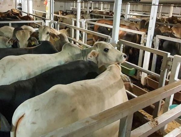 Apakah Kita Siap Memelihara 2 Juta Sapi Impor?